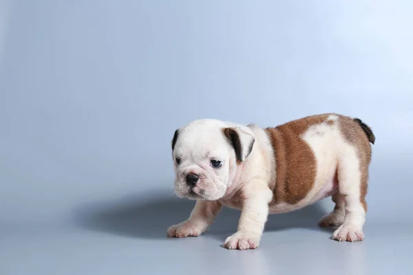 灰色の画面に純血種の英語ブルドッグ子犬を — ストック写真