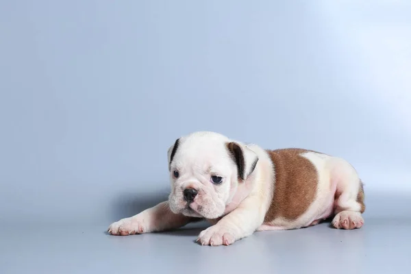 Meses Raça Pura Cachorrinho Bulldog Inglês Tela Cinza — Fotografia de Stock