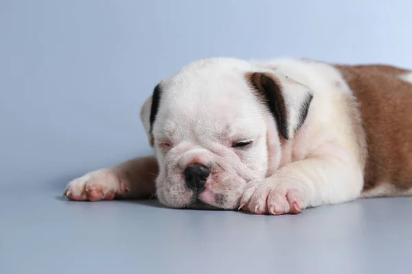 Maand Rasechte Engelse Bulldog Pup Grijs Scherm — Stockfoto