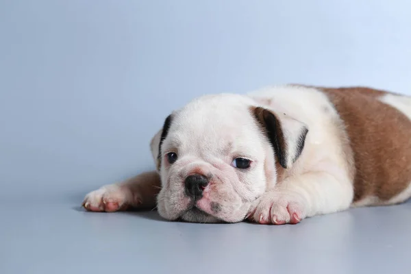 Monate Reinrassige Englische Bulldogge Welpe Auf Grauem Bildschirm — Stockfoto