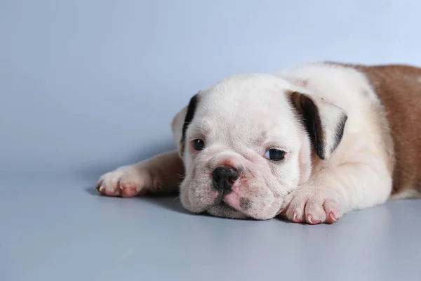 Monate Reinrassige Englische Bulldogge Welpe Auf Grauem Bildschirm — Stockfoto