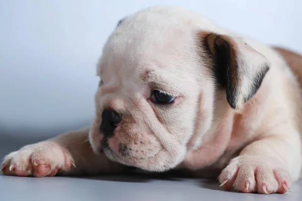 Safkan Ngiliz Bulldog Köpek Yavrusu Gri Ekran Üzerinde — Stok fotoğraf