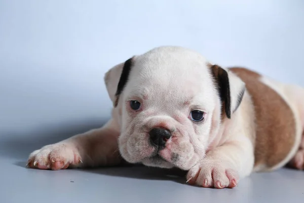 Maand Rasechte Engelse Bulldog Pup Grijs Scherm — Stockfoto