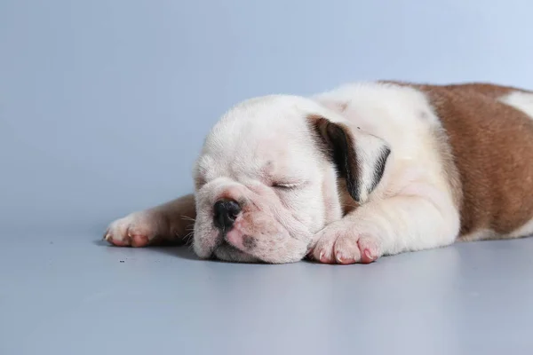 Monate Reinrassige Englische Bulldogge Welpe Auf Grauem Bildschirm — Stockfoto