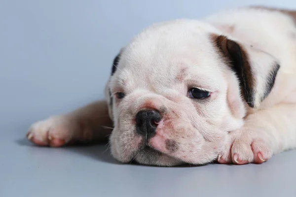 Maand Rasechte Engelse Bulldog Pup Grijs Scherm — Stockfoto