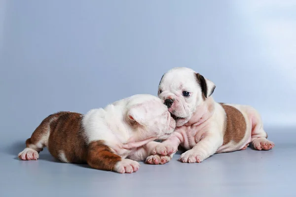 Maand Rasechte Engelse Bulldog Pup Grijs Scherm — Stockfoto