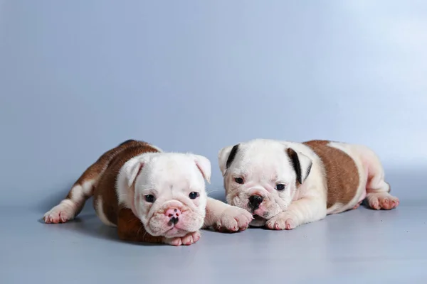 Monate Reinrassige Englische Bulldogge Welpe Auf Grauem Bildschirm — Stockfoto