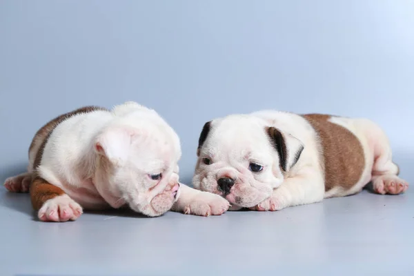 Monate Reinrassige Englische Bulldogge Welpe Auf Grauem Bildschirm — Stockfoto