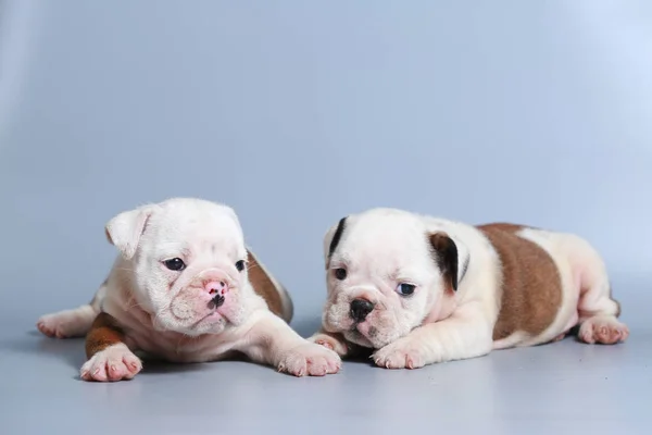 Meses Raça Pura Cachorrinho Bulldog Inglês Tela Cinza — Fotografia de Stock