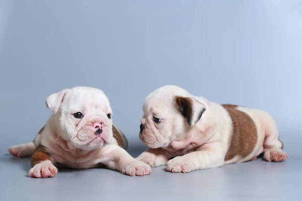 Månad Renrasig Engelsk Tyrannisera Hundvalp Grå Skärm — Stockfoto