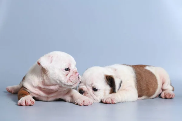 灰色の画面に純血種の英語ブルドッグ子犬を — ストック写真