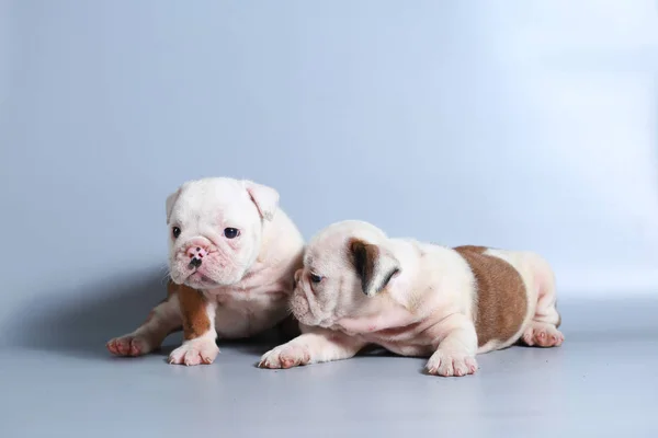 Monate Reinrassige Englische Bulldogge Welpe Auf Grauem Bildschirm — Stockfoto