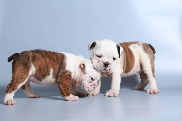 Monate Reinrassige Englische Bulldogge Welpe Auf Grauem Bildschirm — Stockfoto