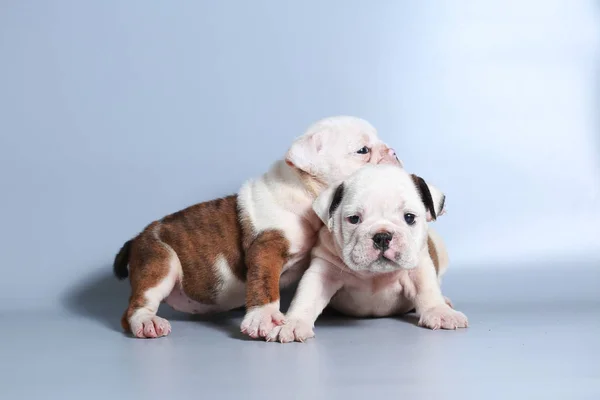 Maand Rasechte Engelse Bulldog Pup Grijs Scherm — Stockfoto