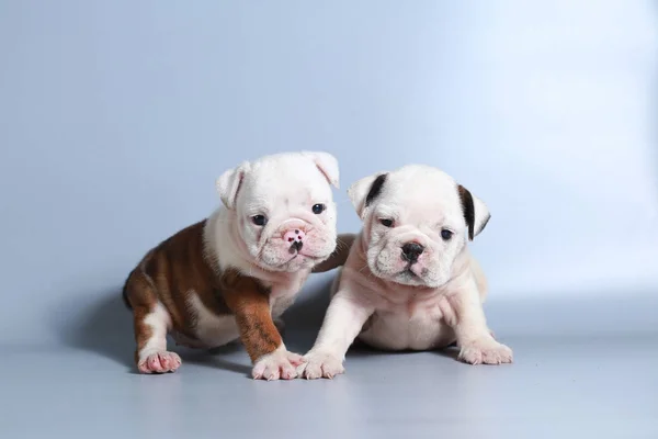 Monate Reinrassige Englische Bulldogge Welpe Auf Grauem Bildschirm — Stockfoto