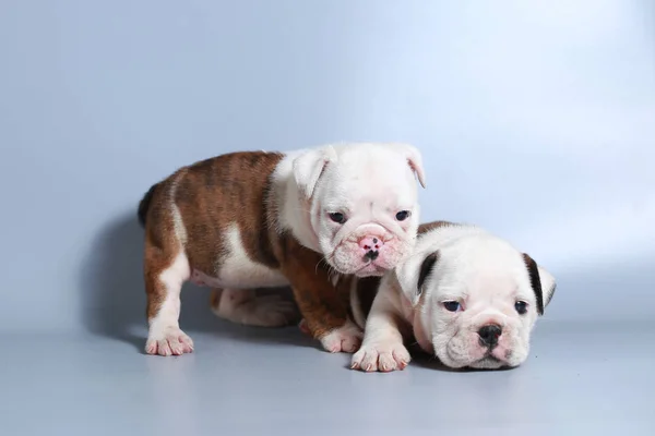 Monate Reinrassige Englische Bulldogge Welpe Auf Grauem Bildschirm — Stockfoto