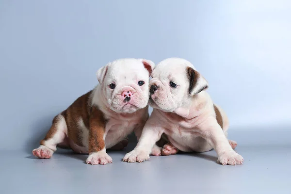 Månad Renrasig Engelsk Tyrannisera Hundvalp Grå Skärm — Stockfoto