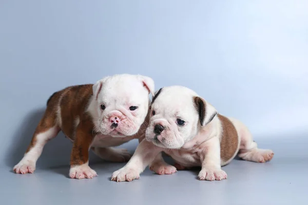 Monate Reinrassige Englische Bulldogge Welpe Auf Grauem Bildschirm — Stockfoto