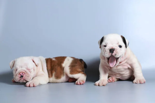 Monate Reinrassige Englische Bulldogge Welpe Auf Grauem Bildschirm — Stockfoto