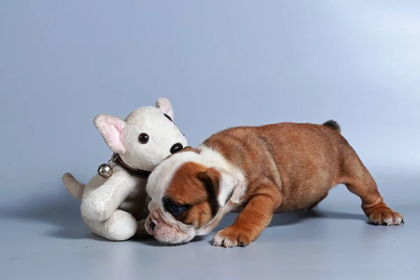 2 ay safkan İngiliz Bulldog köpek yavrusu gri ekran üzerinde