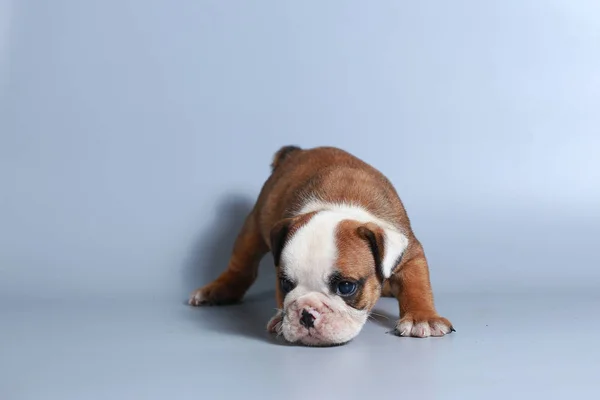 Cachorro Bulldog Inglés Pura Raza Meses Pantalla Gris —  Fotos de Stock