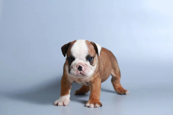 Meses Raça Pura Cachorrinho Bulldog Inglês Tela Cinza — Fotografia de Stock