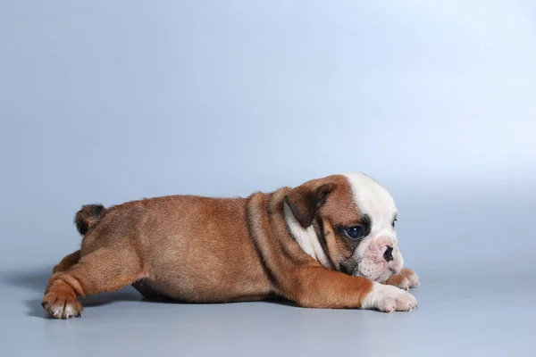 Safkan Ngiliz Bulldog Köpek Yavrusu Gri Ekran Üzerinde — Stok fotoğraf