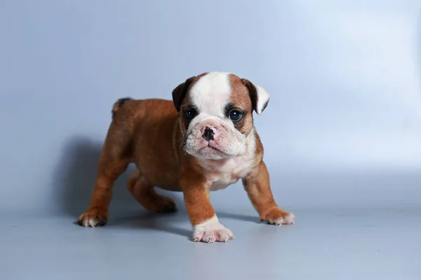 Meses Raça Pura Cachorrinho Bulldog Inglês Tela Cinza — Fotografia de Stock