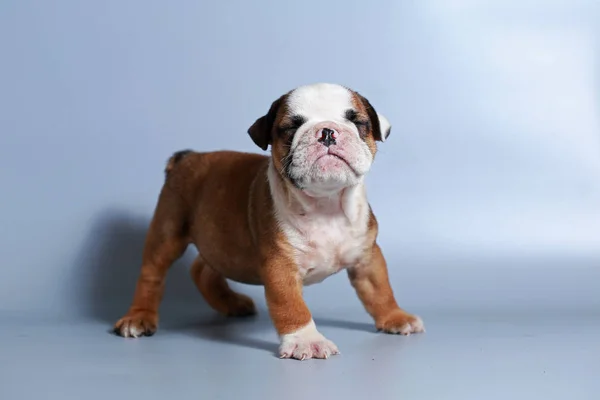 Meses Raça Pura Cachorrinho Bulldog Inglês Tela Cinza — Fotografia de Stock