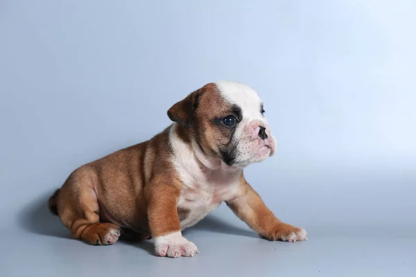 Safkan Ngiliz Bulldog Köpek Yavrusu Gri Ekran Üzerinde — Stok fotoğraf