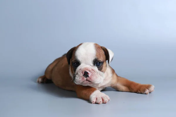 Maand Rasechte Engelse Bulldog Pup Grijs Scherm — Stockfoto