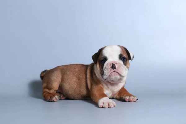 Month Purebred English Bulldog Puppy Gray Screen — Stock Photo, Image