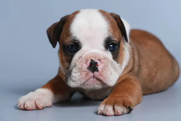 Monate Reinrassige Englische Bulldogge Welpe Auf Grauem Bildschirm — Stockfoto