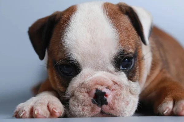 Month Purebred English Bulldog Puppy Gray Screen — Stock Photo, Image