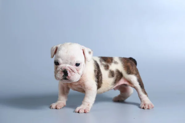 Maand Rasechte Engelse Bulldog Pup Grijs Scherm — Stockfoto