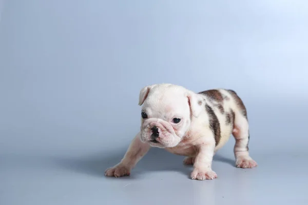 Månad Renrasig Engelsk Tyrannisera Hundvalp Grå Skärm — Stockfoto