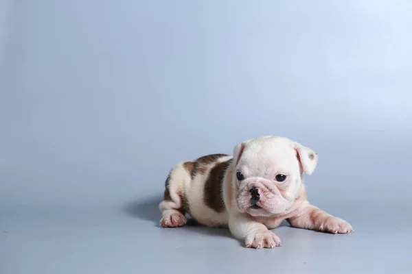 Meses Raça Pura Cachorrinho Bulldog Inglês Tela Cinza — Fotografia de Stock