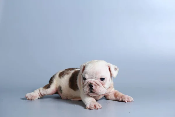 灰色の画面に純血種の英語ブルドッグ子犬を — ストック写真