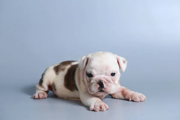 Monate Reinrassige Englische Bulldogge Welpe Auf Grauem Bildschirm — Stockfoto