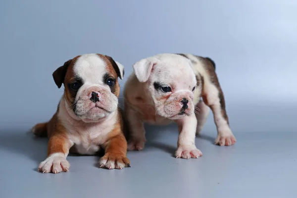 Monate Reinrassige Englische Bulldogge Welpe Auf Grauem Bildschirm — Stockfoto