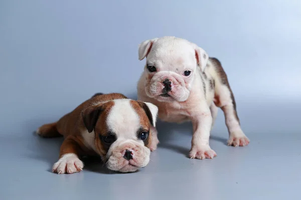 Monate Reinrassige Englische Bulldogge Welpe Auf Grauem Bildschirm — Stockfoto