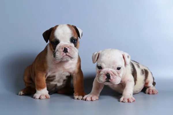 2 ay safkan İngiliz Bulldog köpek yavrusu gri ekran üzerinde