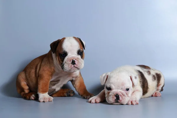 Meses Raça Pura Cachorrinho Bulldog Inglês Tela Cinza — Fotografia de Stock