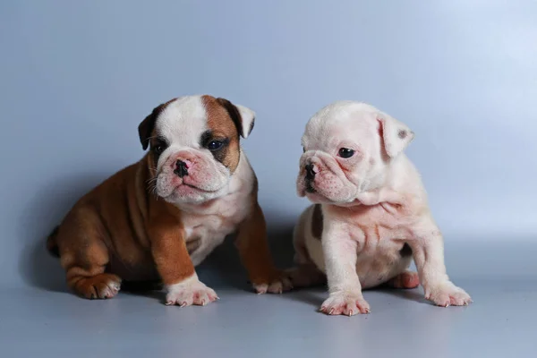 Monate Reinrassige Englische Bulldogge Welpe Auf Grauem Bildschirm — Stockfoto