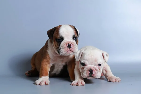 Monate Reinrassige Englische Bulldogge Welpe Auf Grauem Bildschirm — Stockfoto