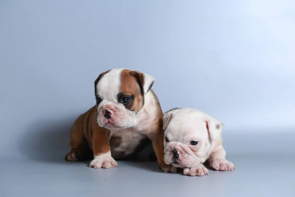 Maand Rasechte Engelse Bulldog Pup Grijs Scherm — Stockfoto