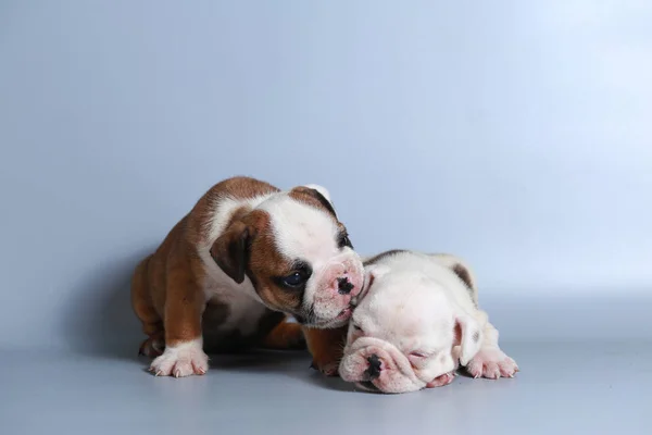 Monate Reinrassige Englische Bulldogge Welpe Auf Grauem Bildschirm — Stockfoto