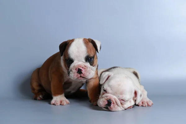 Monate Reinrassige Englische Bulldogge Welpe Auf Grauem Bildschirm — Stockfoto