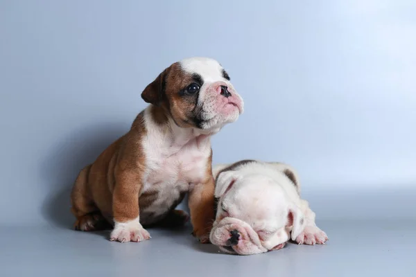 Maand Rasechte Engelse Bulldog Pup Grijs Scherm — Stockfoto