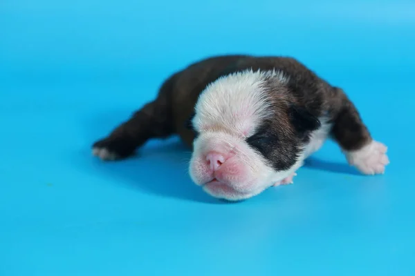 Tage Reinrassige Englische Bulldogge Welpen Grüßen Die Welt Auf Hellblauem — Stockfoto